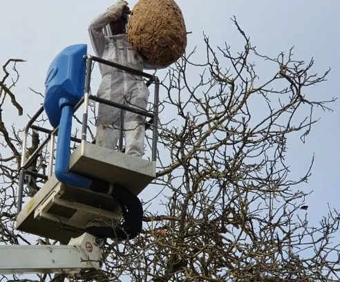 Retrait d'un nid de frelons